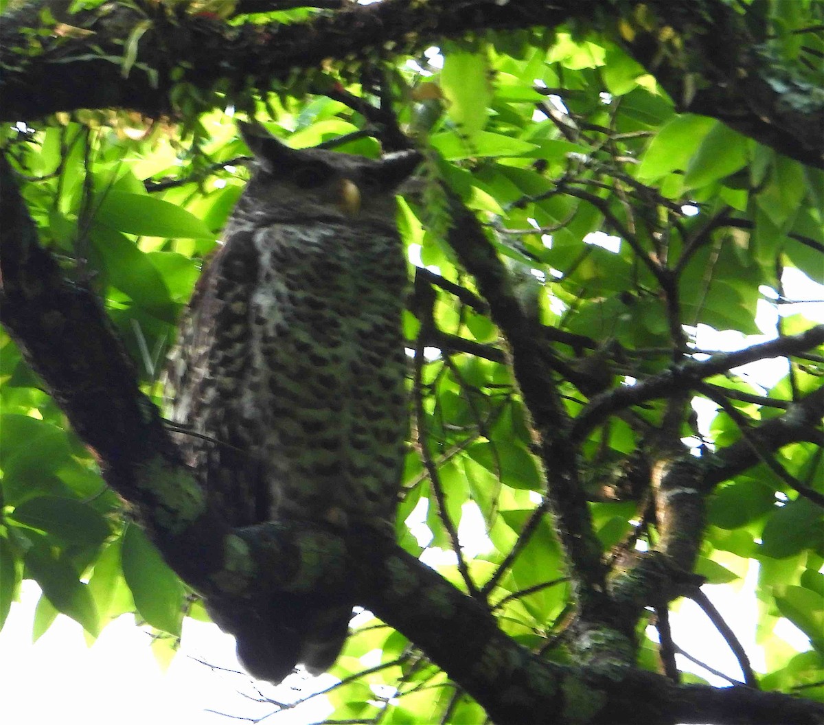 Spot-bellied Eagle-Owl - ML619027103