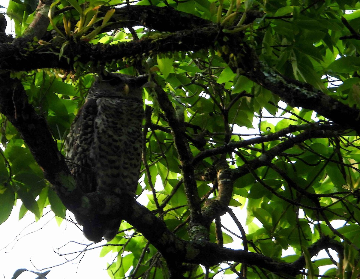 Spot-bellied Eagle-Owl - ML619027104