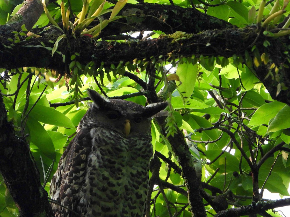 Spot-bellied Eagle-Owl - ML619027105