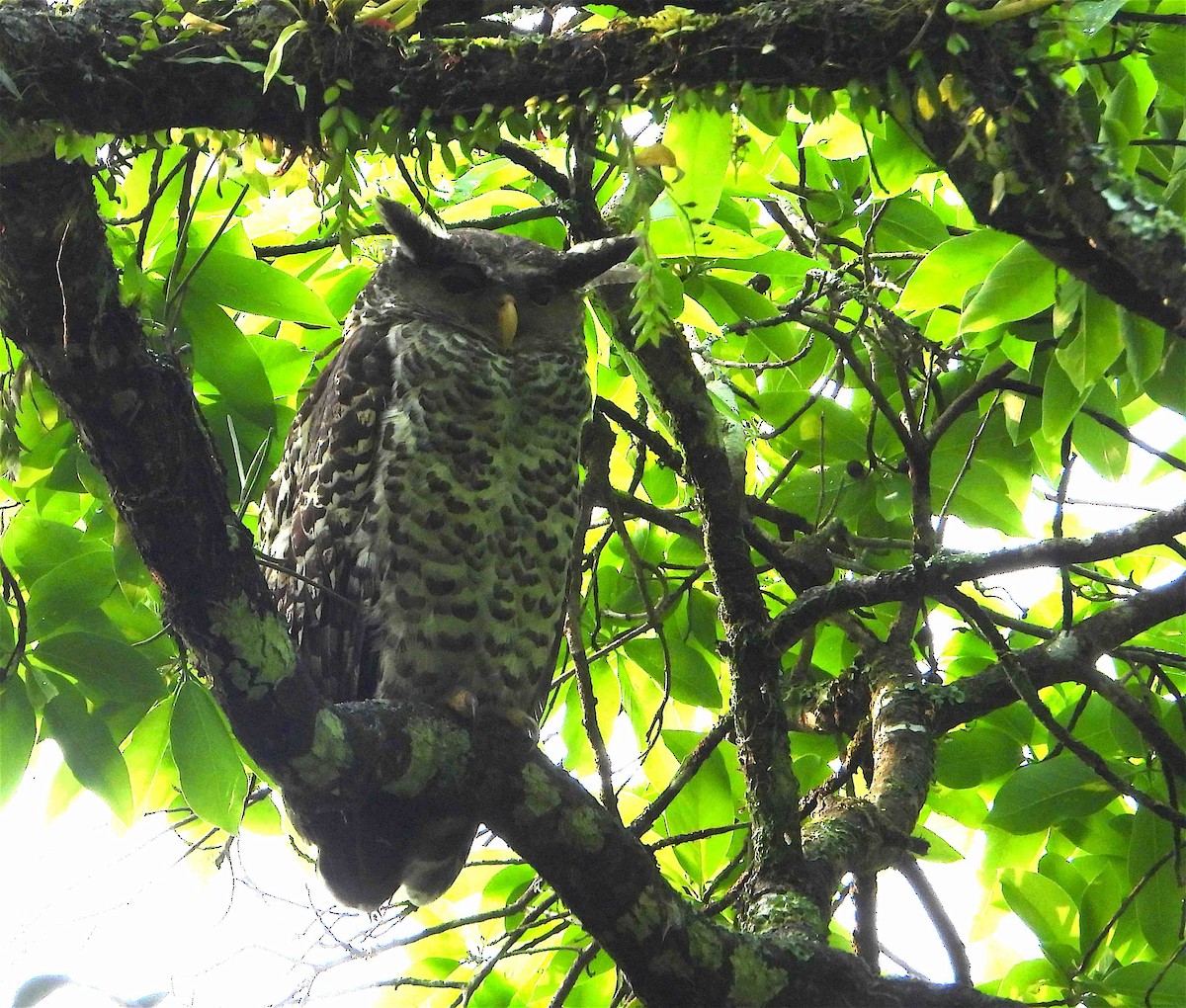 Spot-bellied Eagle-Owl - ML619027106