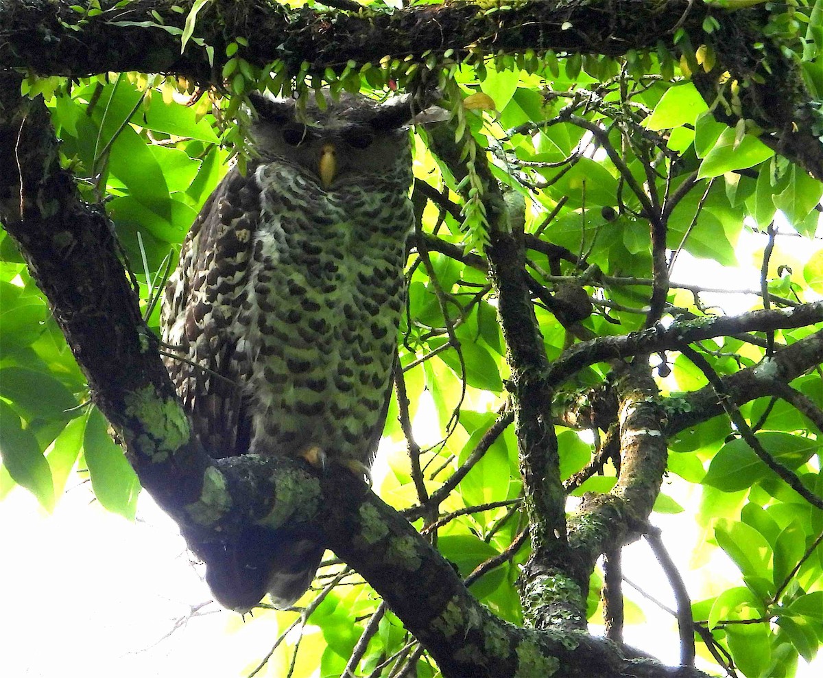Spot-bellied Eagle-Owl - ML619027107