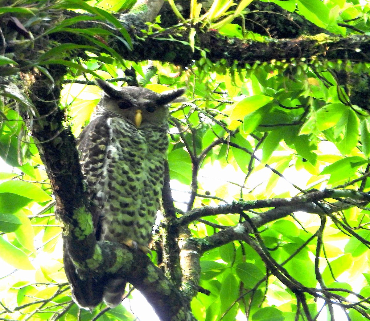 Spot-bellied Eagle-Owl - ML619027108