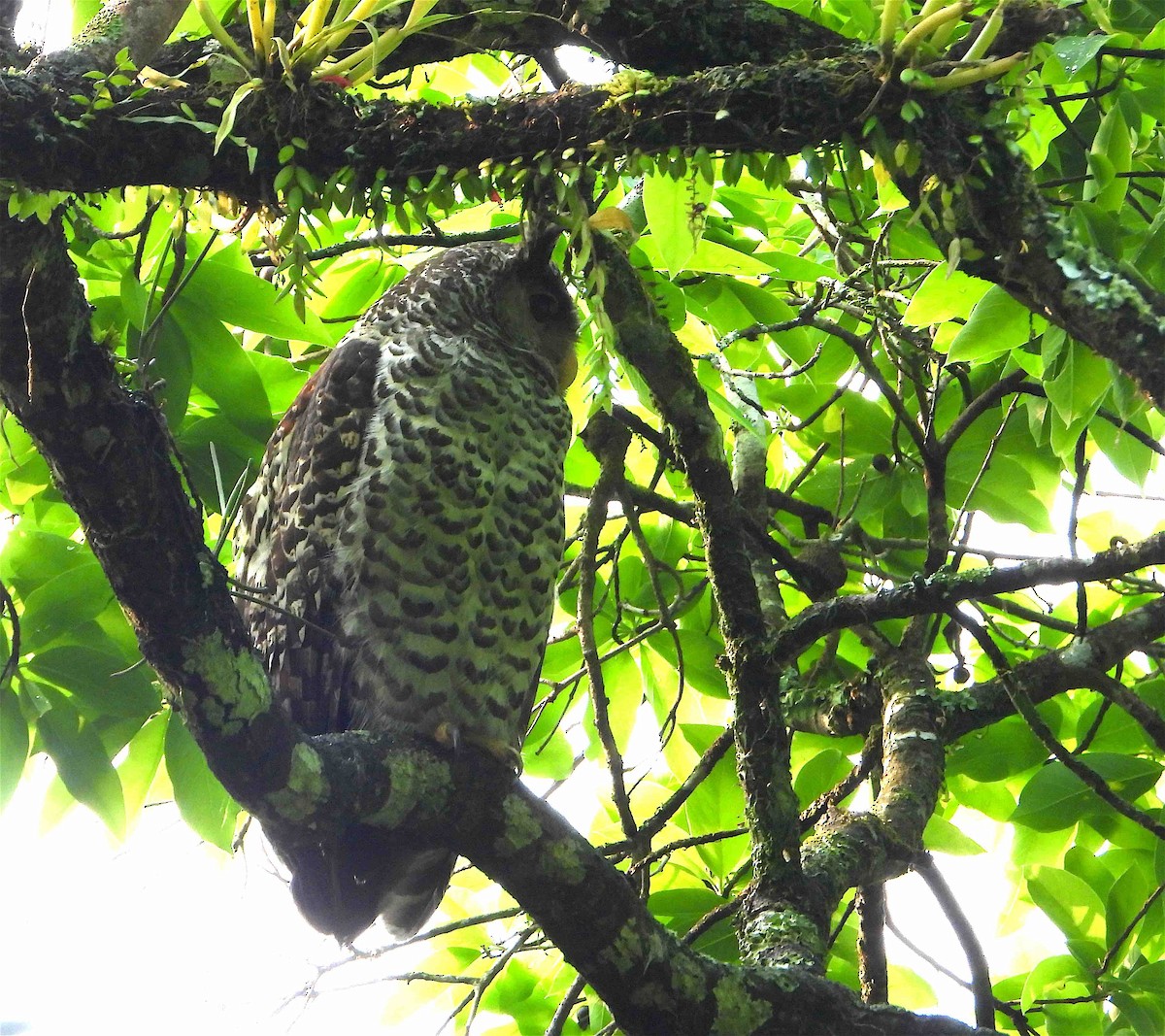 Spot-bellied Eagle-Owl - ML619027109