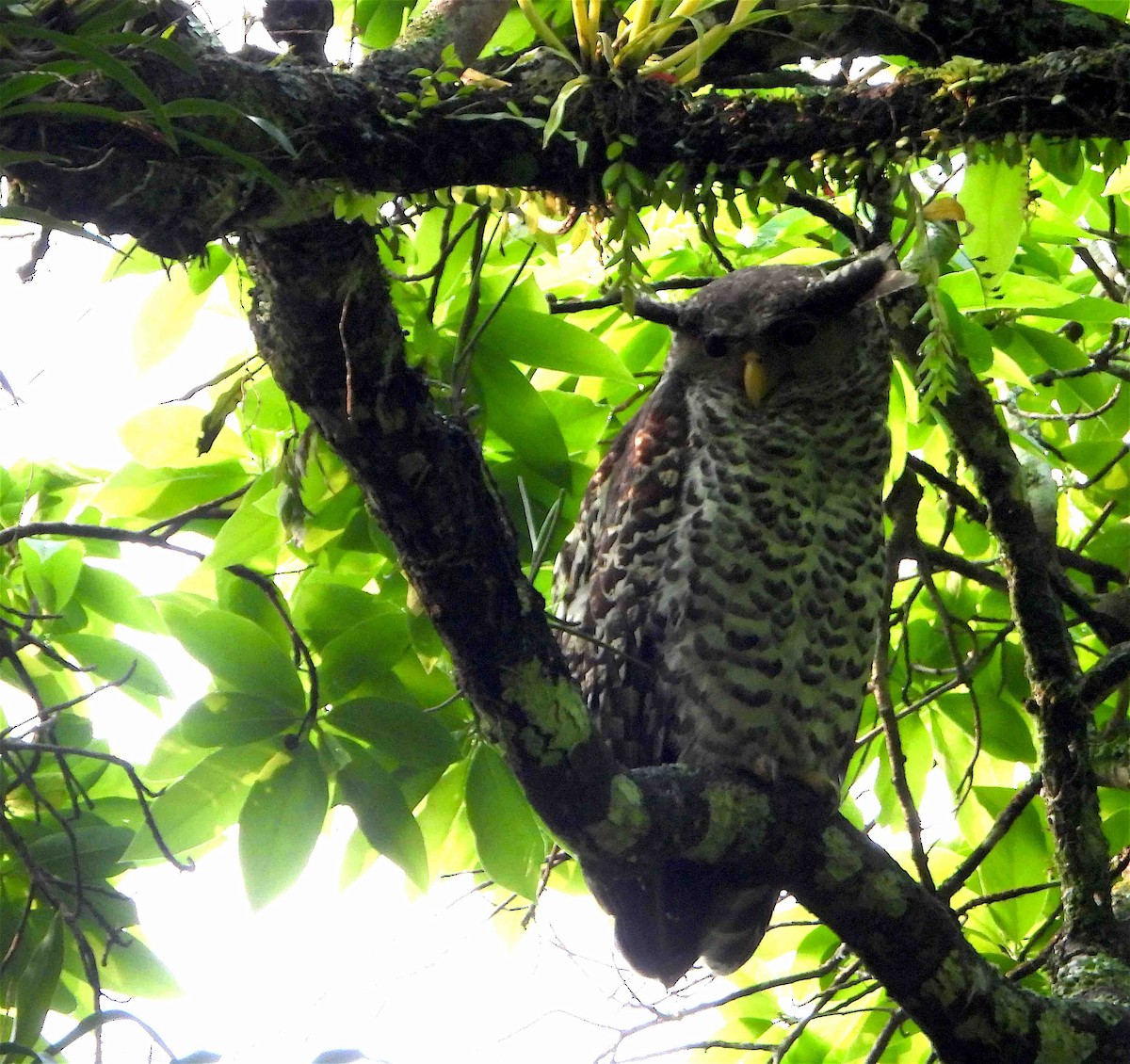 Spot-bellied Eagle-Owl - ML619027111