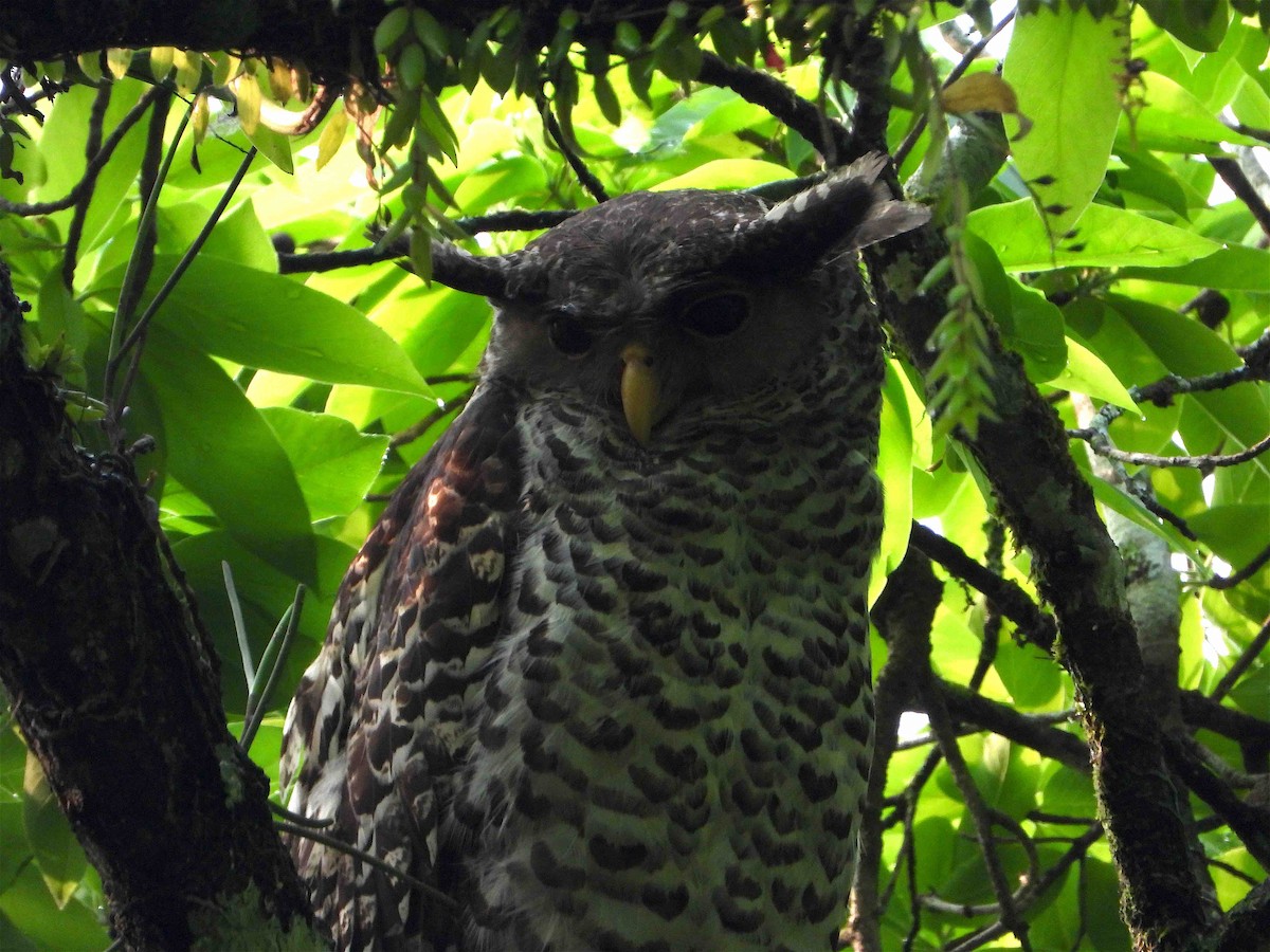 Spot-bellied Eagle-Owl - ML619027112