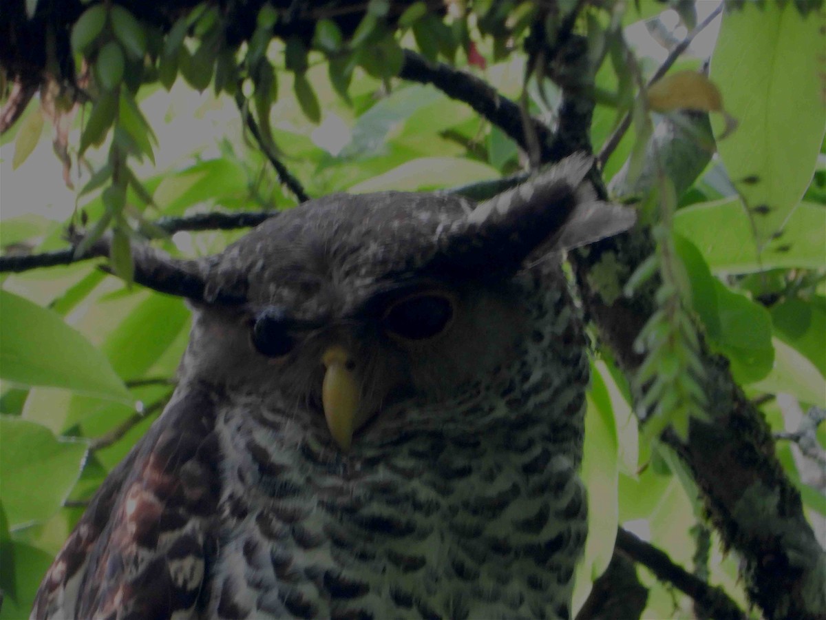 Spot-bellied Eagle-Owl - ML619027113
