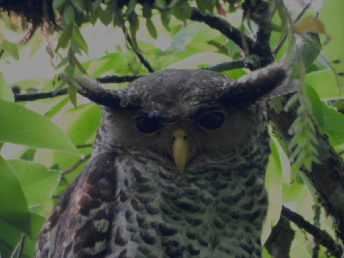 Spot-bellied Eagle-Owl - ML619027114