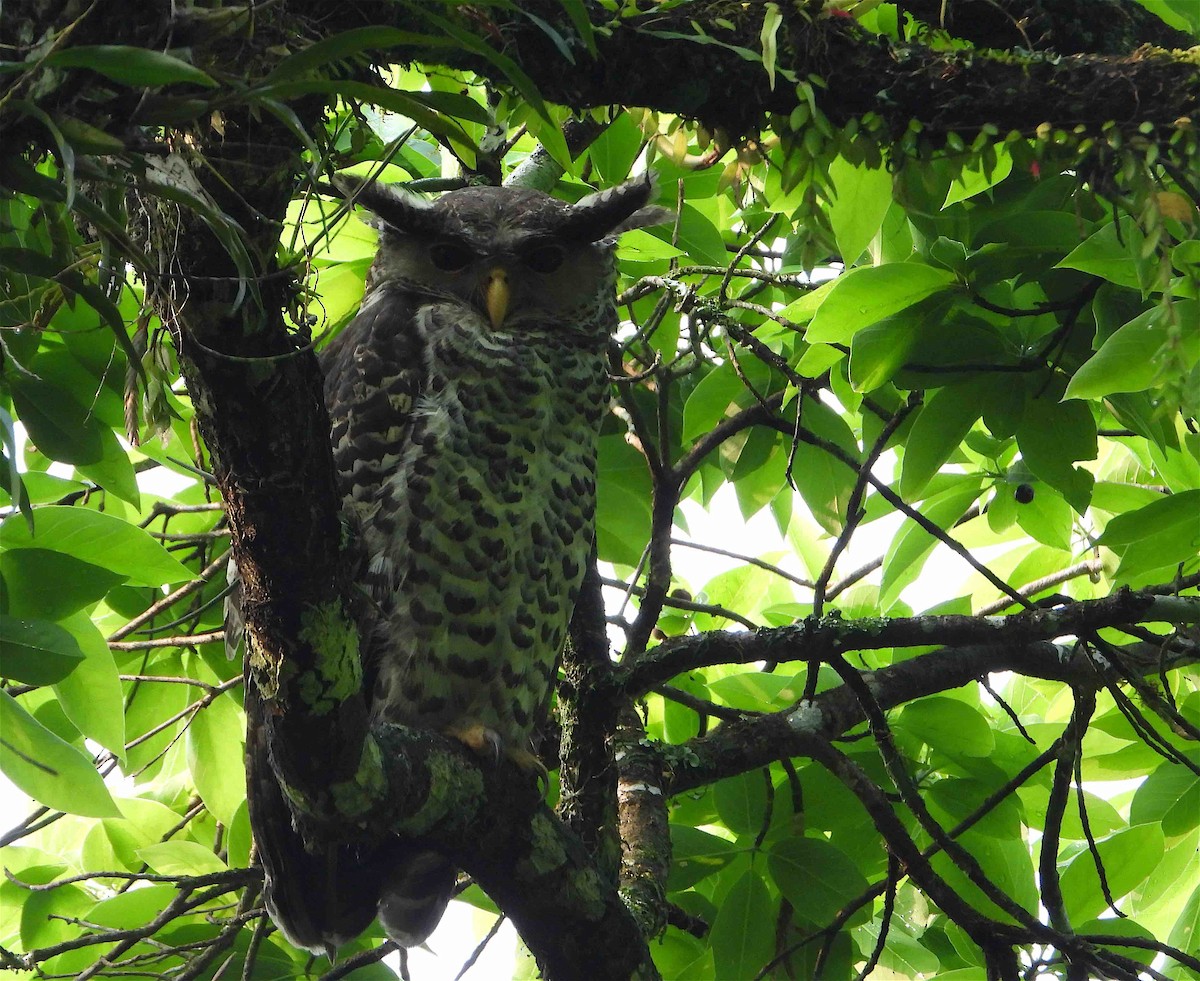 Spot-bellied Eagle-Owl - ML619027115