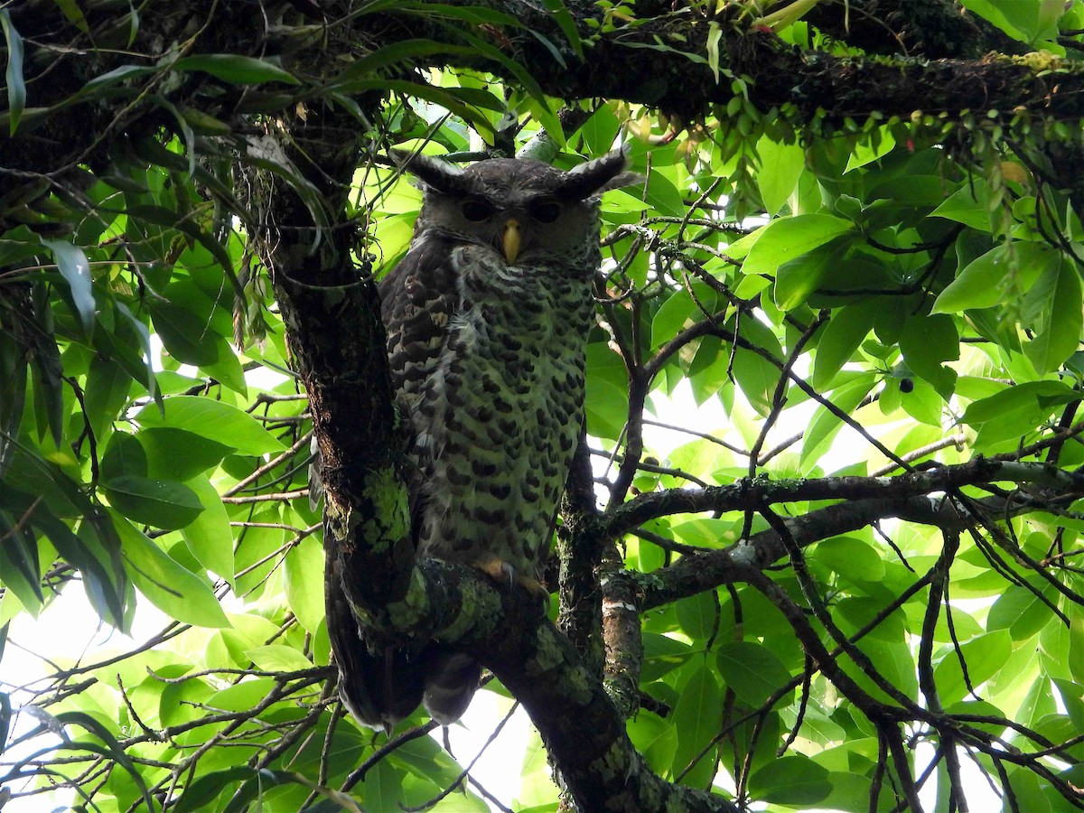 Spot-bellied Eagle-Owl - ML619027116