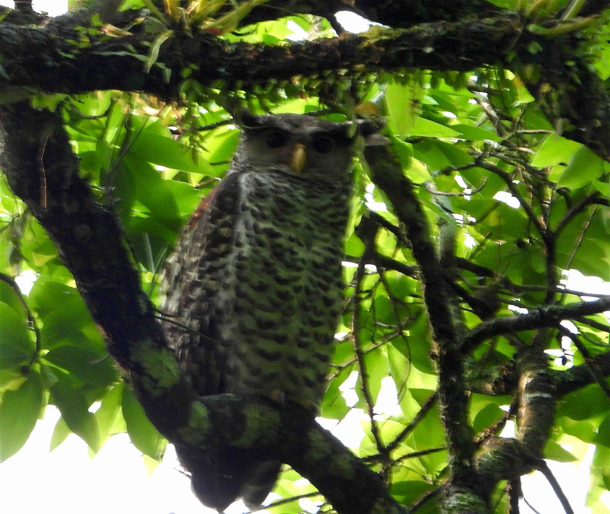 Spot-bellied Eagle-Owl - ML619027117