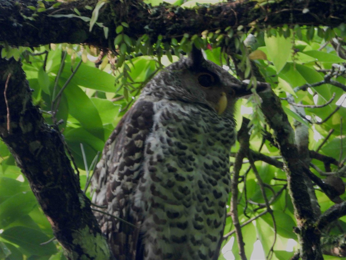 Spot-bellied Eagle-Owl - ML619027118