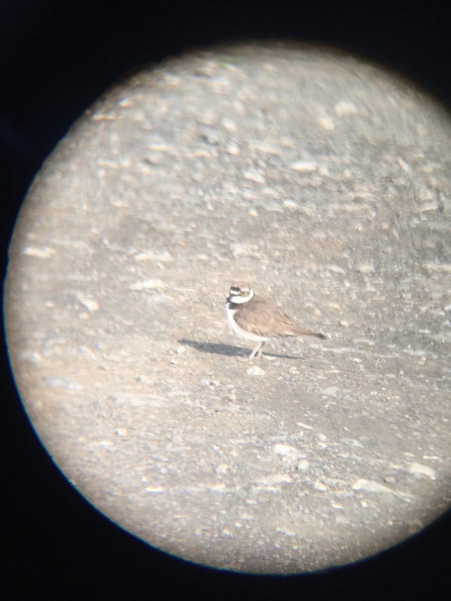Little Ringed Plover (curonicus) - ML619027119