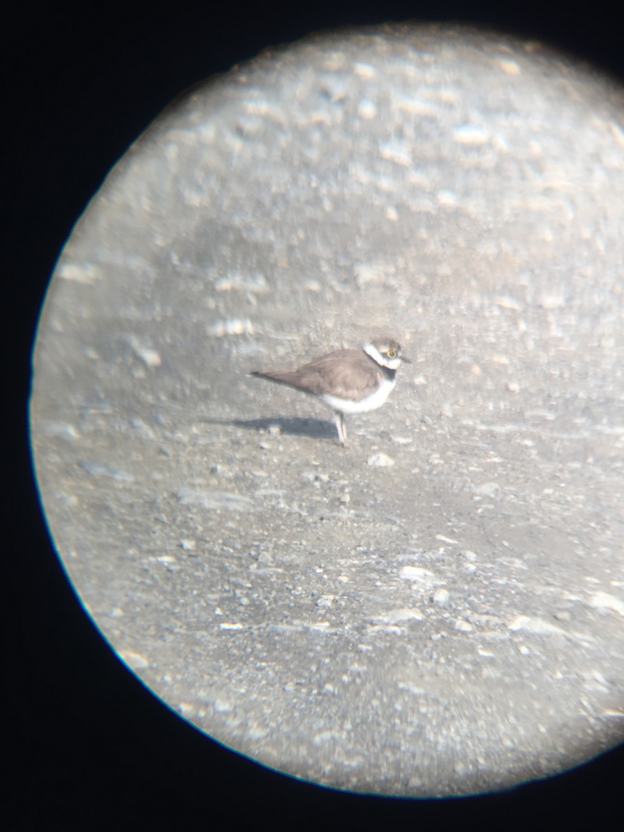 Little Ringed Plover (curonicus) - ML619027120