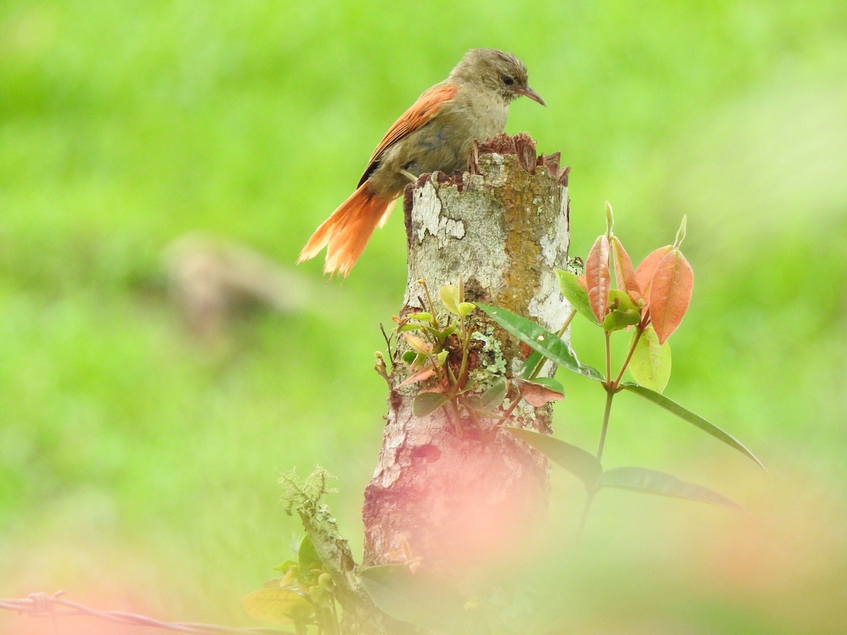 Crested Spinetail - ML619027191