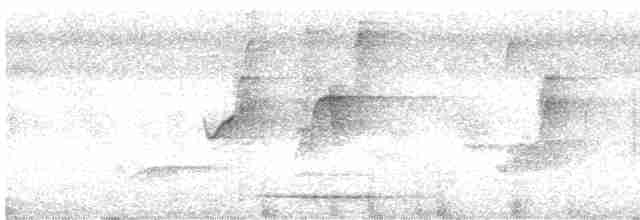 White-throated Tinamou - ML619027221
