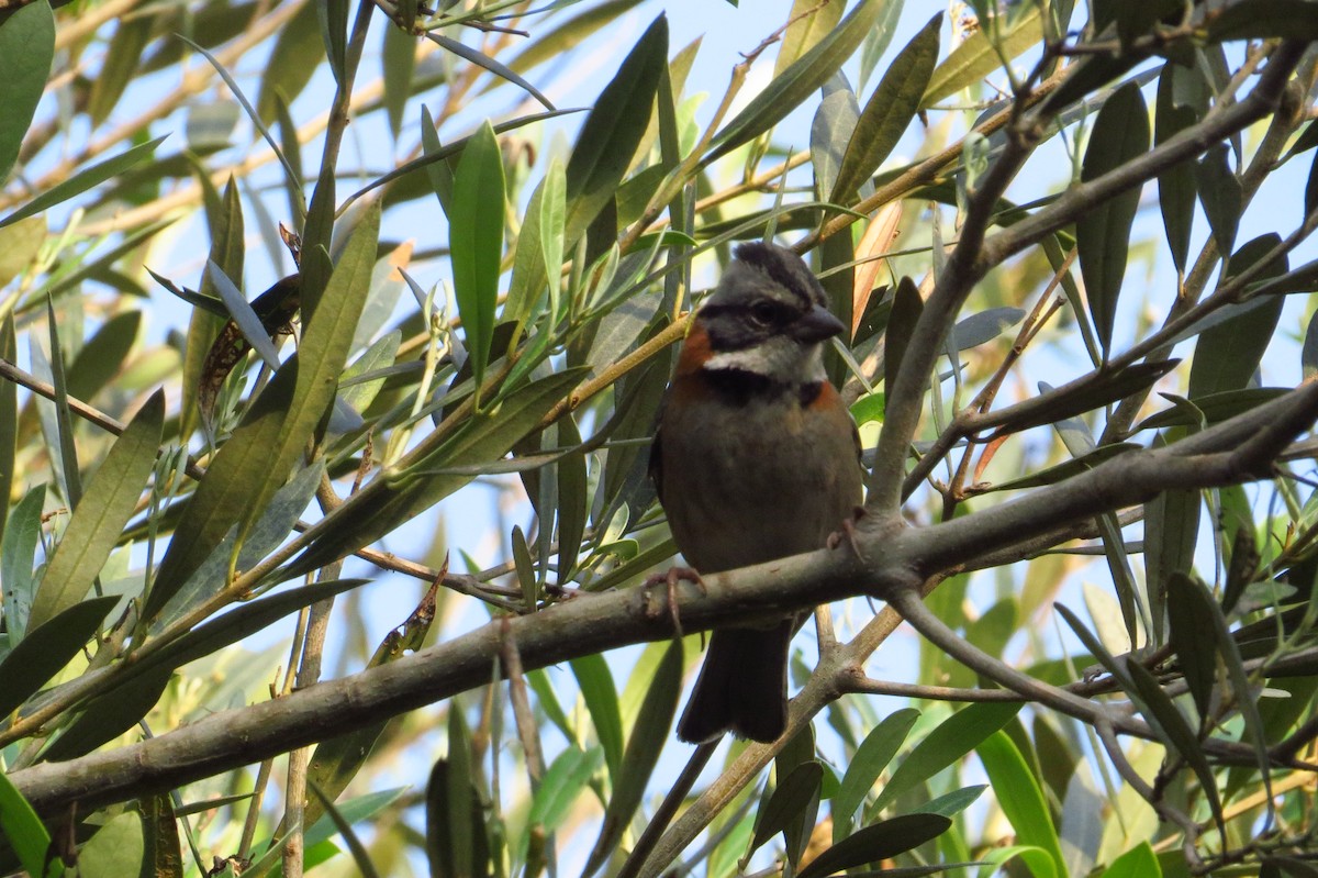 Rufous-collared Sparrow - ML619027266