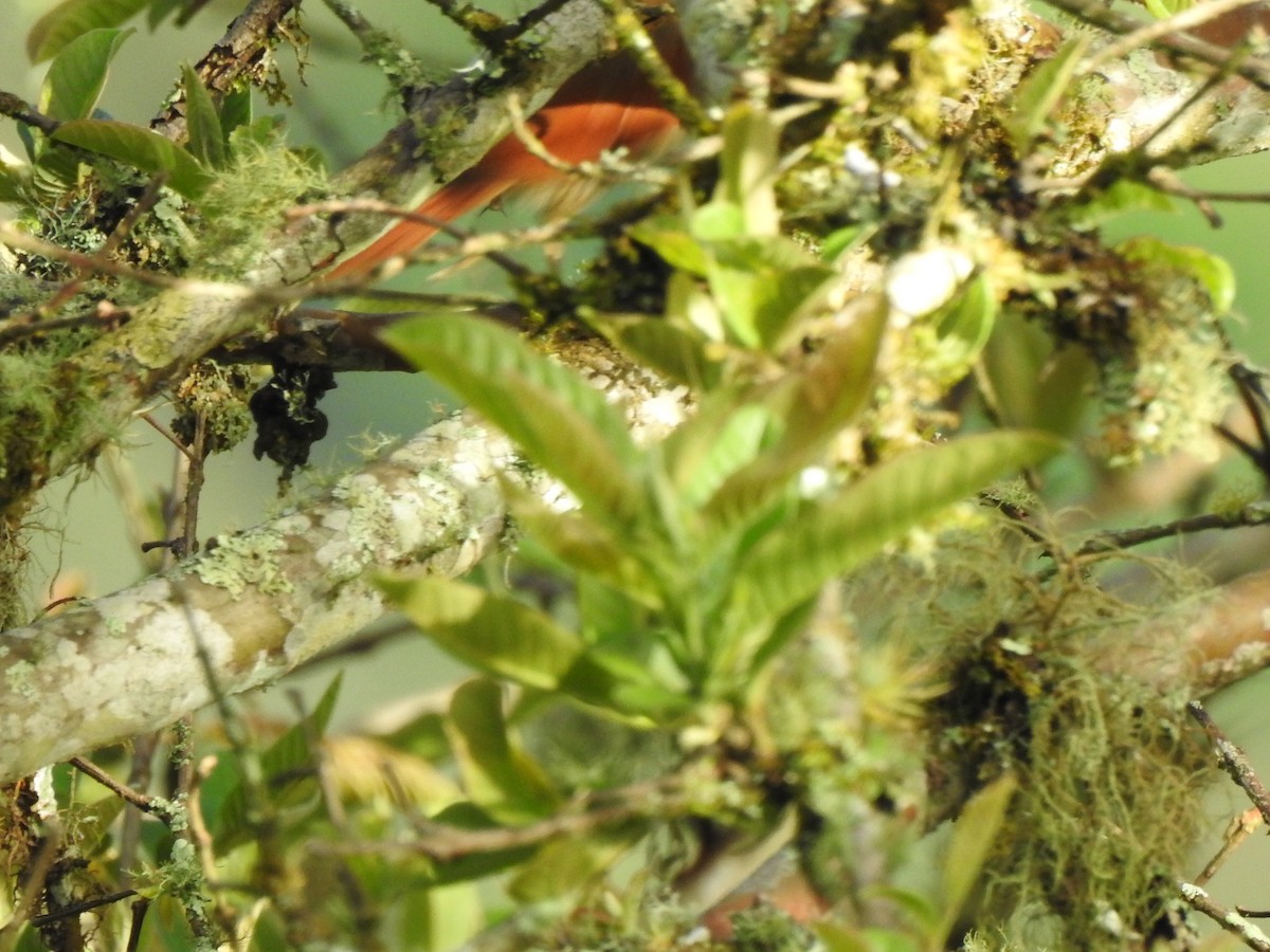 Crested Spinetail - ML619027268