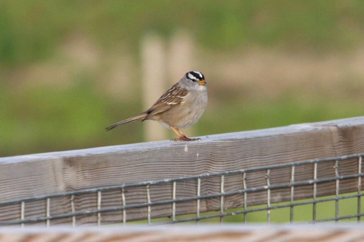 White-crowned Sparrow - ML619027269