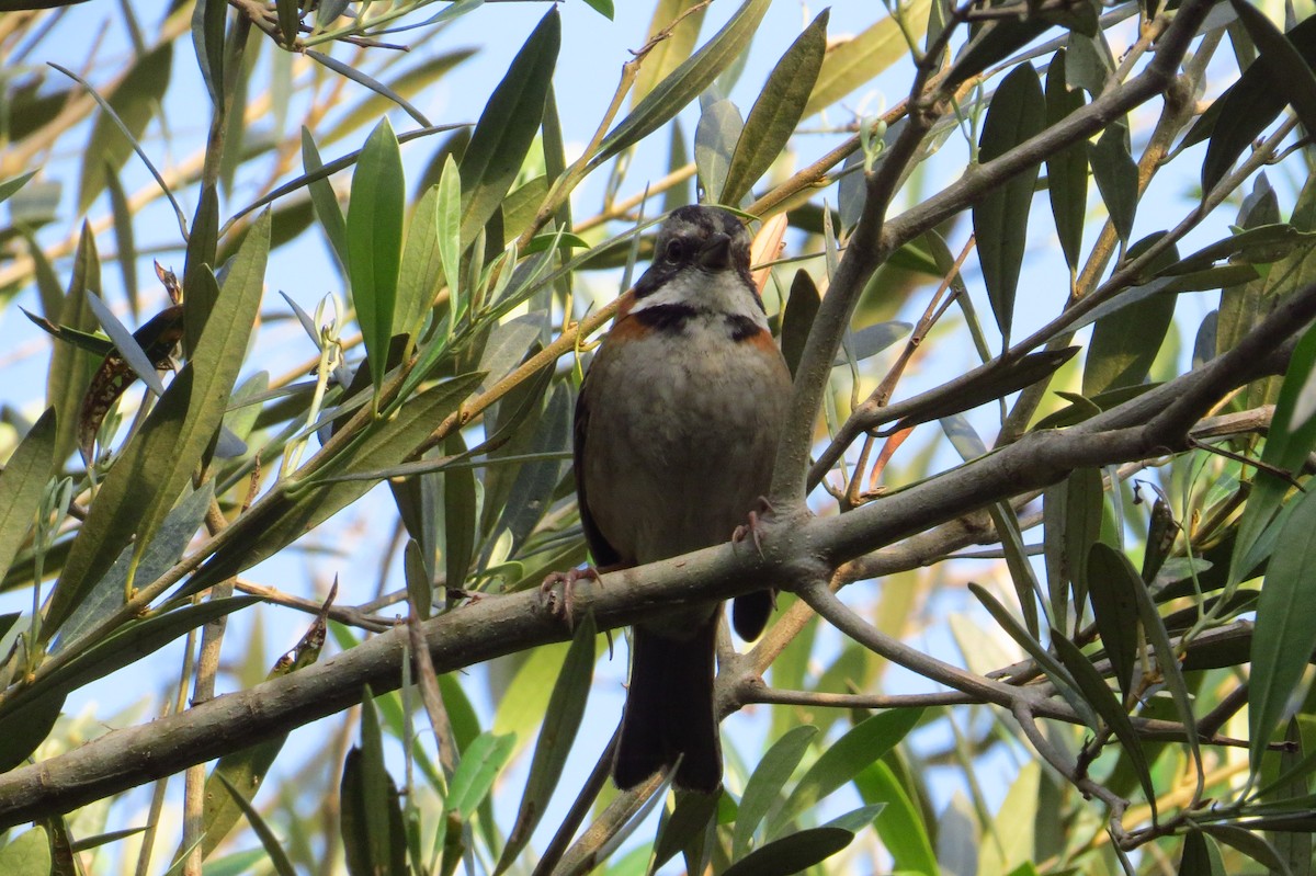 Rufous-collared Sparrow - ML619027278