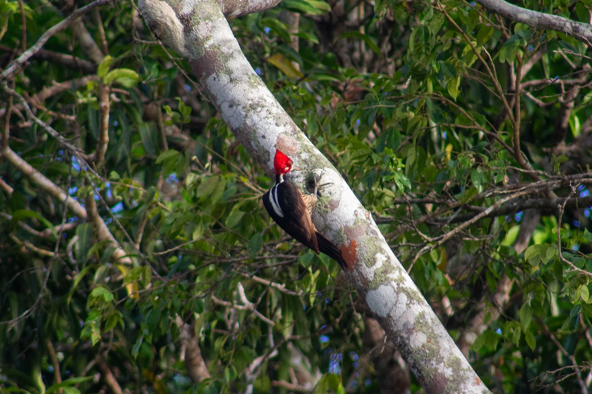 Crimson-crested Woodpecker - ML619027285