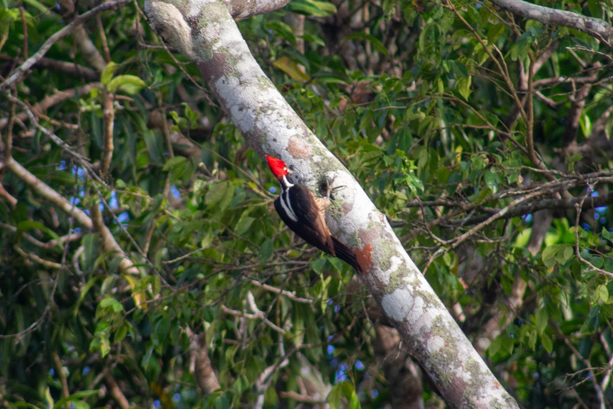 Crimson-crested Woodpecker - ML619027286