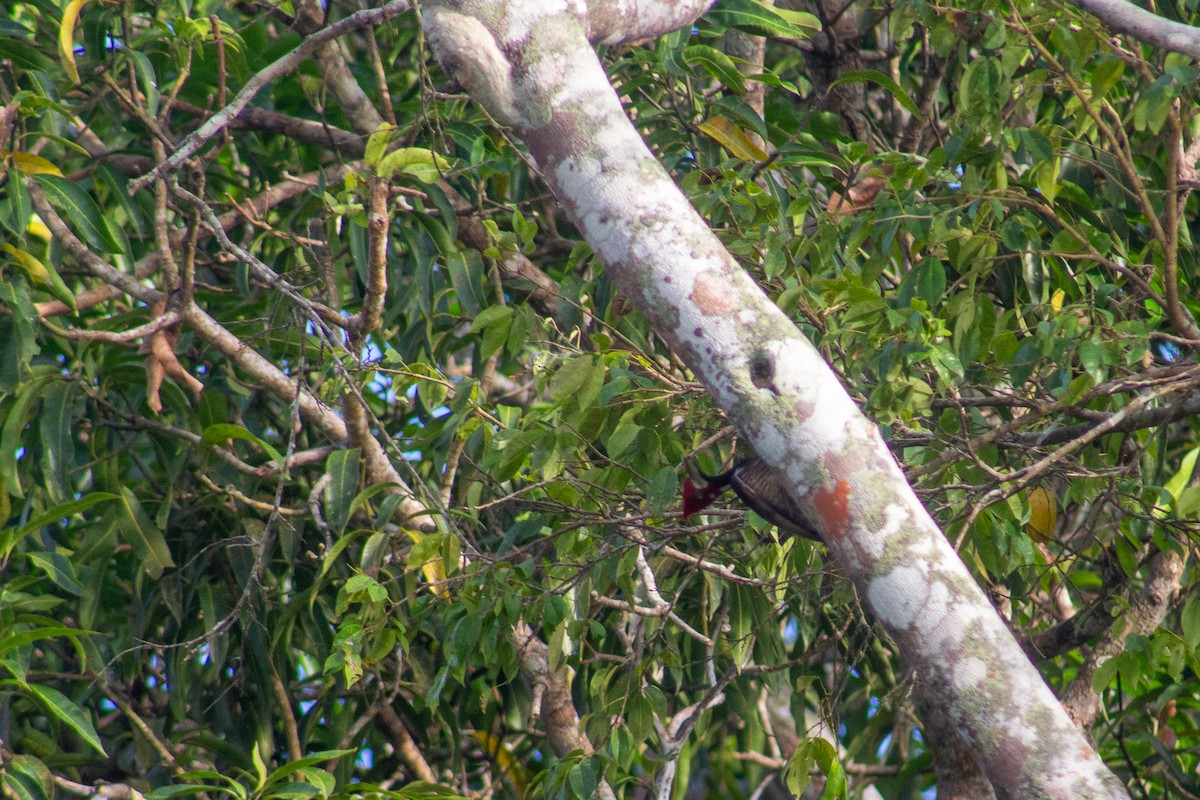 Crimson-crested Woodpecker - ML619027288