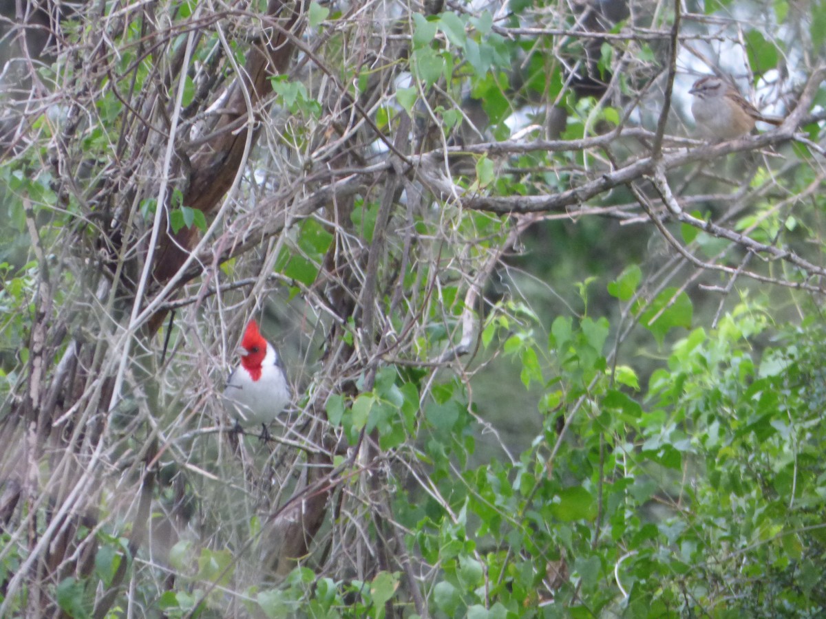 Red-crested Cardinal - ML619027305