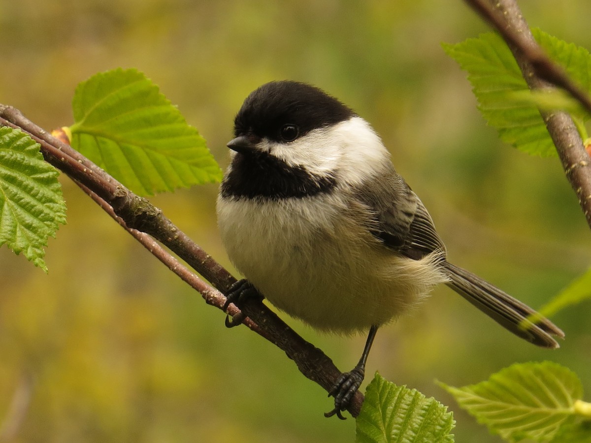 Black-capped Chickadee - Amy Lawes