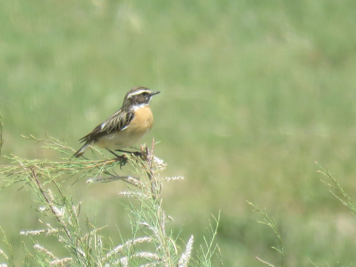 Whinchat - ML619027321