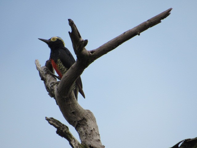 Yellow-tufted Woodpecker - ML619027337