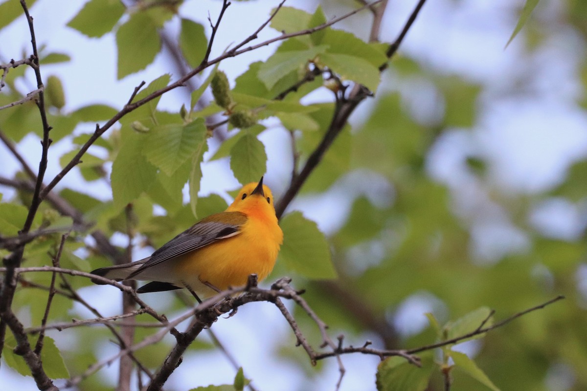 Prothonotary Warbler - ML619027369