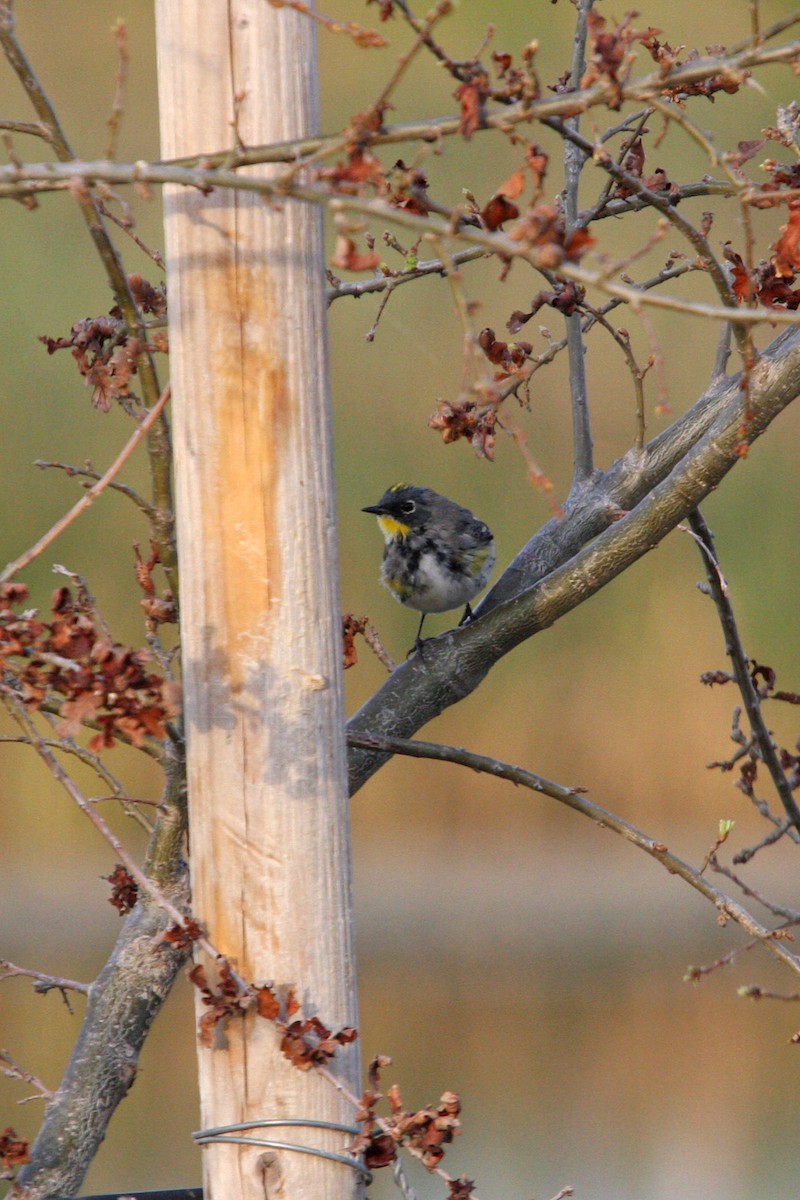 Yellow-rumped Warbler (Audubon's) - ML619027377