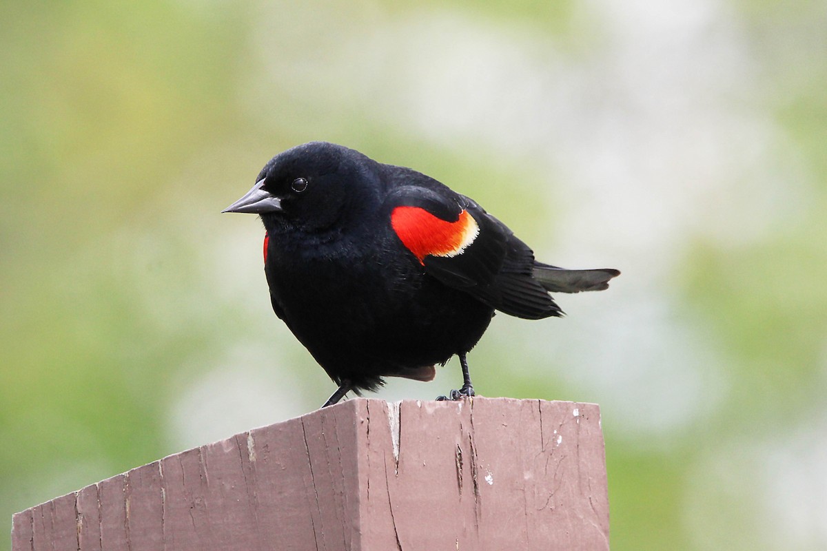 Red-winged Blackbird - Jeff Baughman