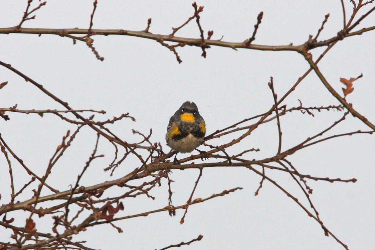 Yellow-rumped Warbler (Audubon's) - ML619027427
