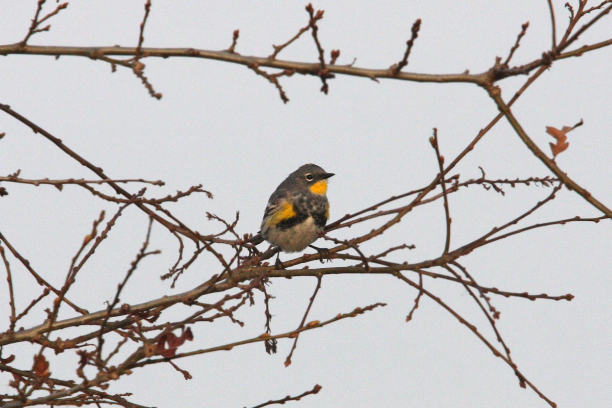 Yellow-rumped Warbler (Audubon's) - William Clark