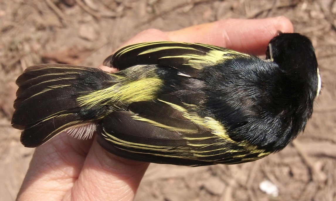 Yellow-rumped Tinkerbird (Yellow-rumped) - ML619027448