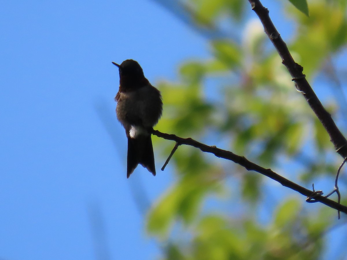Ruby-throated Hummingbird - Elizabeth Ferber