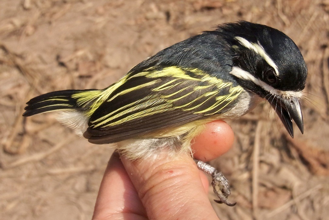Yellow-rumped Tinkerbird (Yellow-rumped) - ML619027466