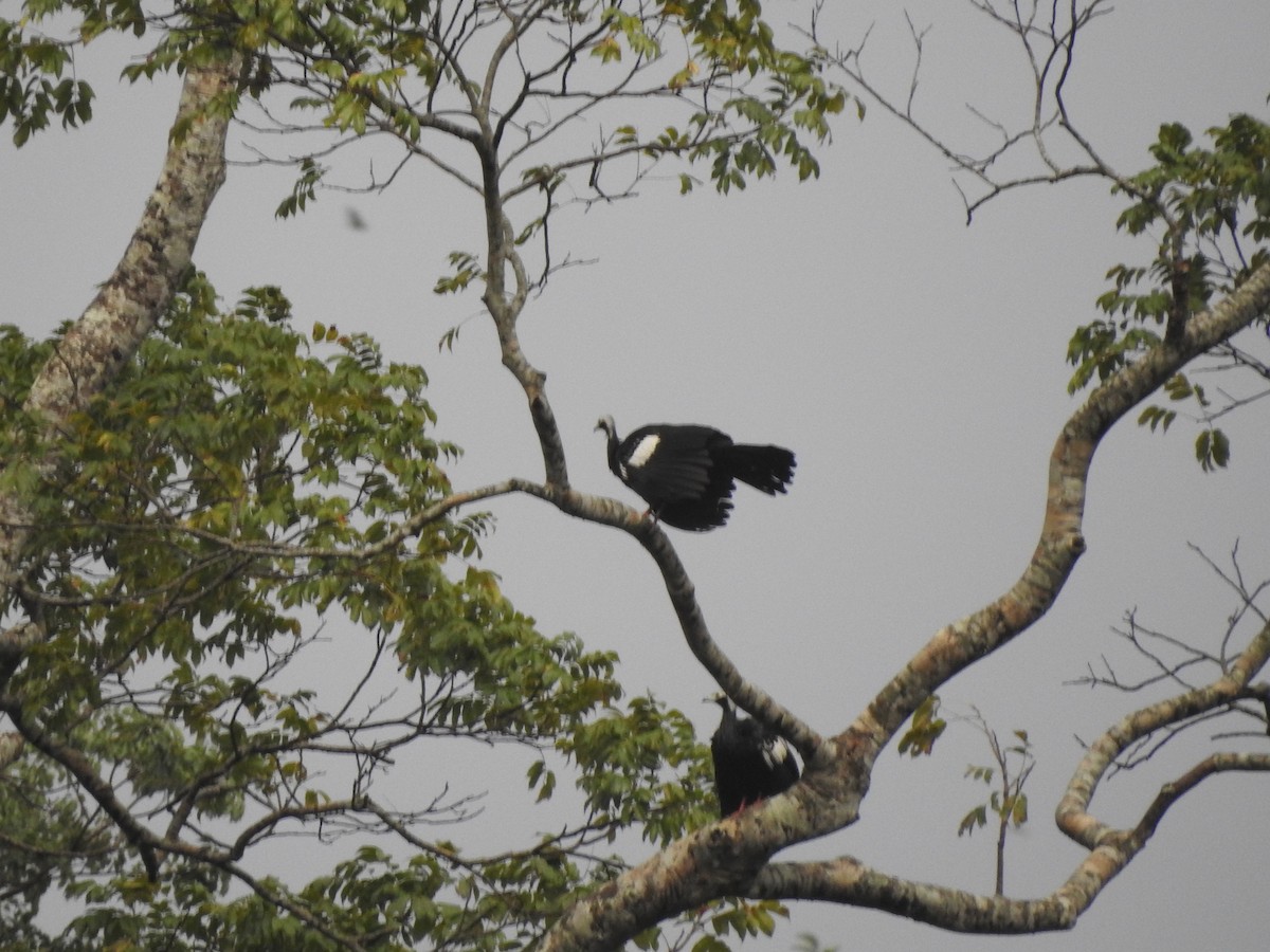 White-throated Piping-Guan - ML619027468