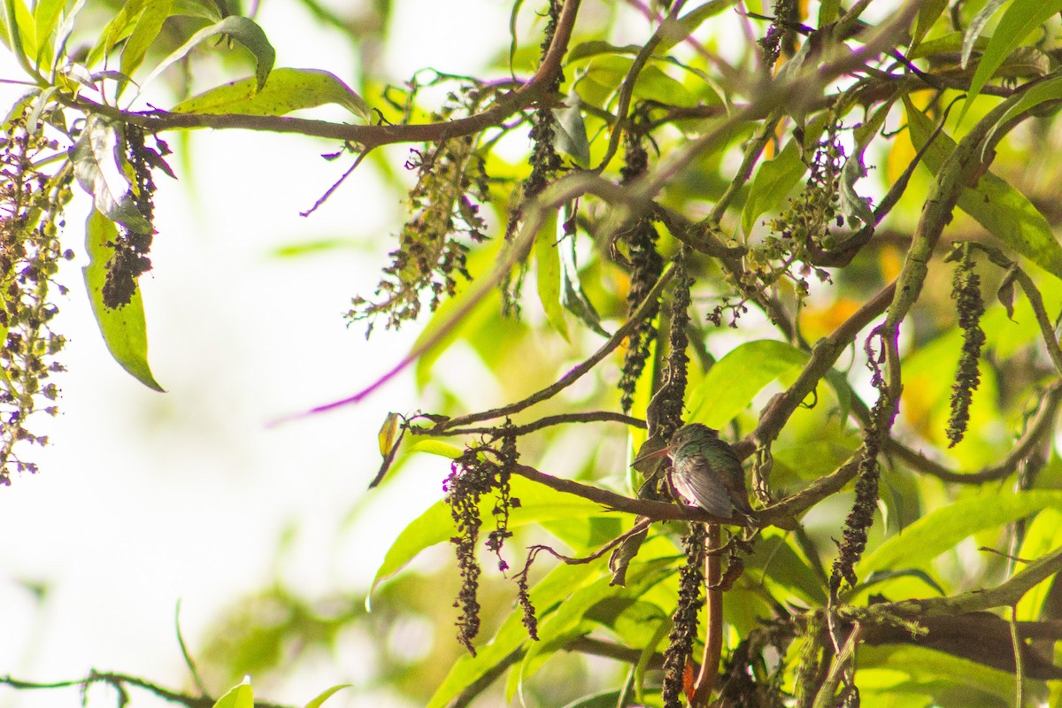Rufous-tailed Hummingbird - Alejandro  Villaneda