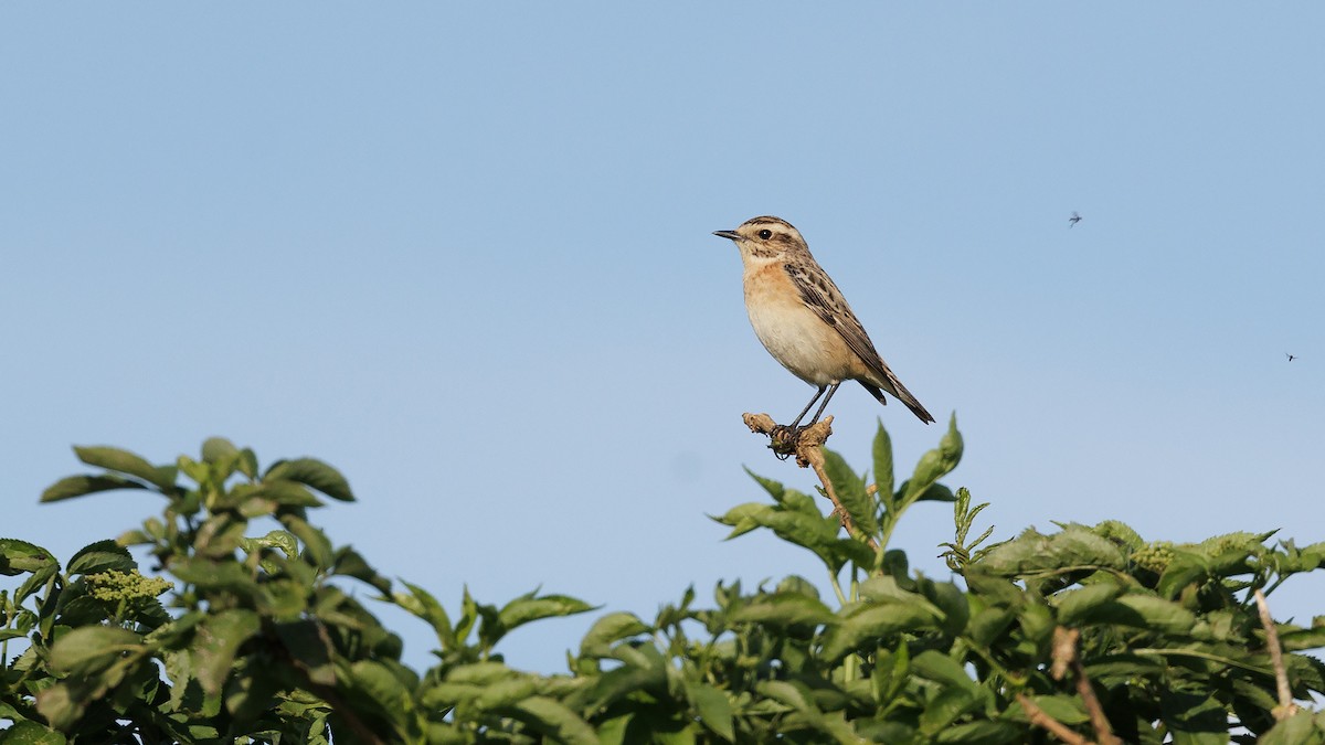 Whinchat - ML619027493