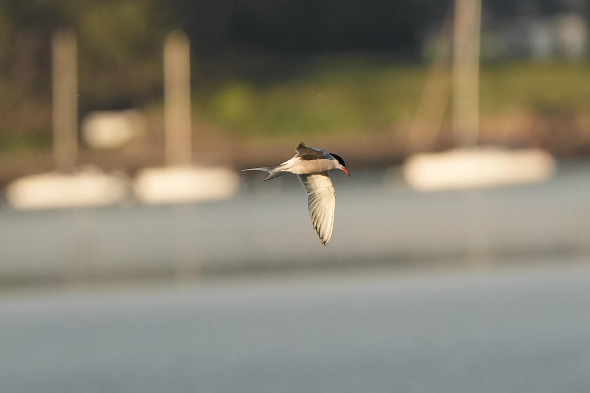 Common Tern - ML619027509