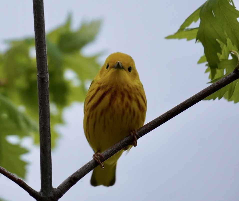 Yellow Warbler - ML619027569