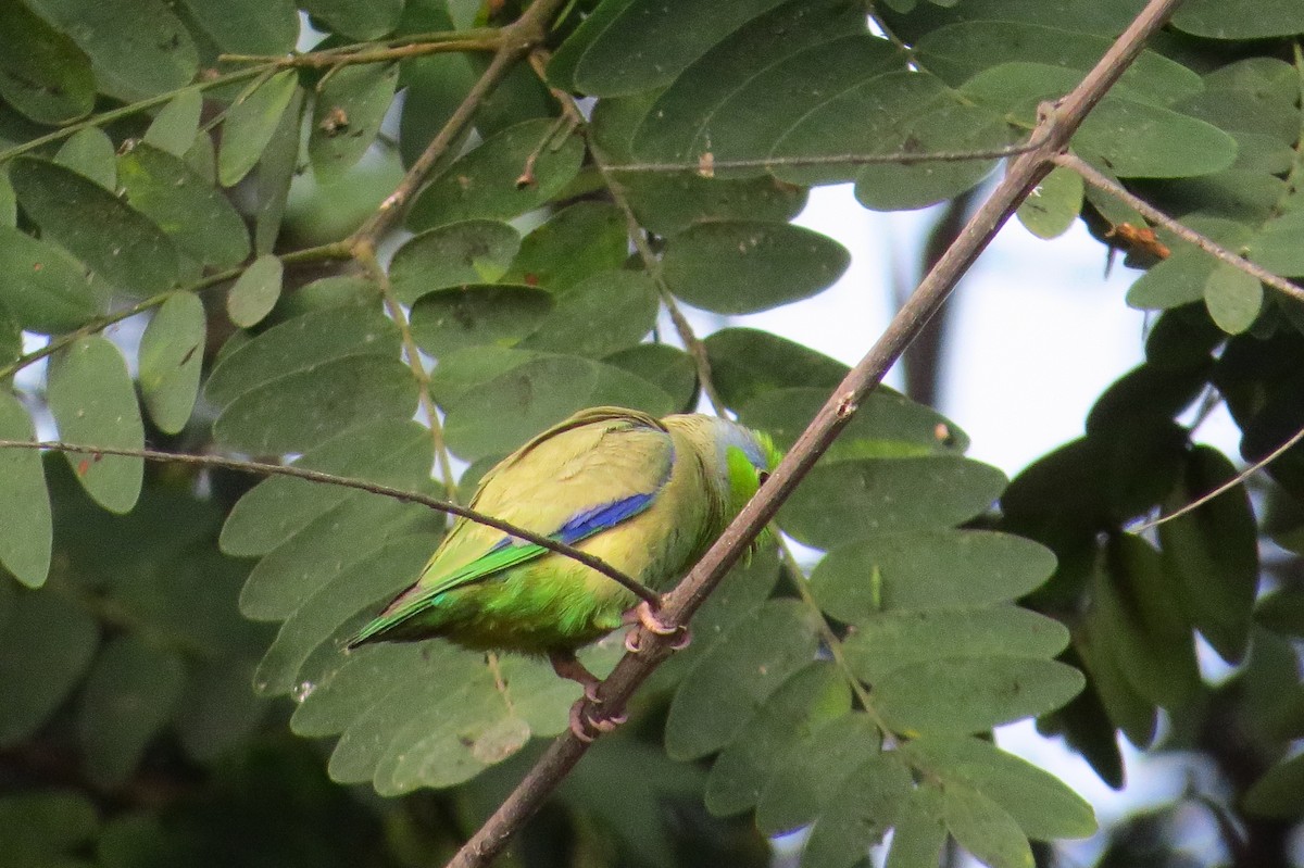 Папуга-горобець еквадорський - ML619027577