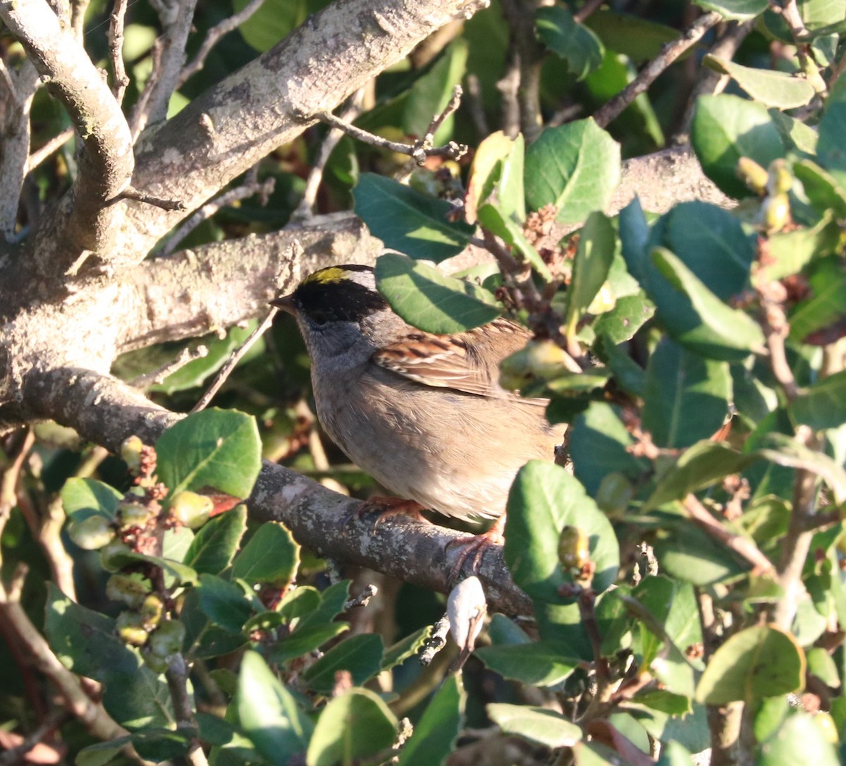 Golden-crowned Sparrow - ML619027579