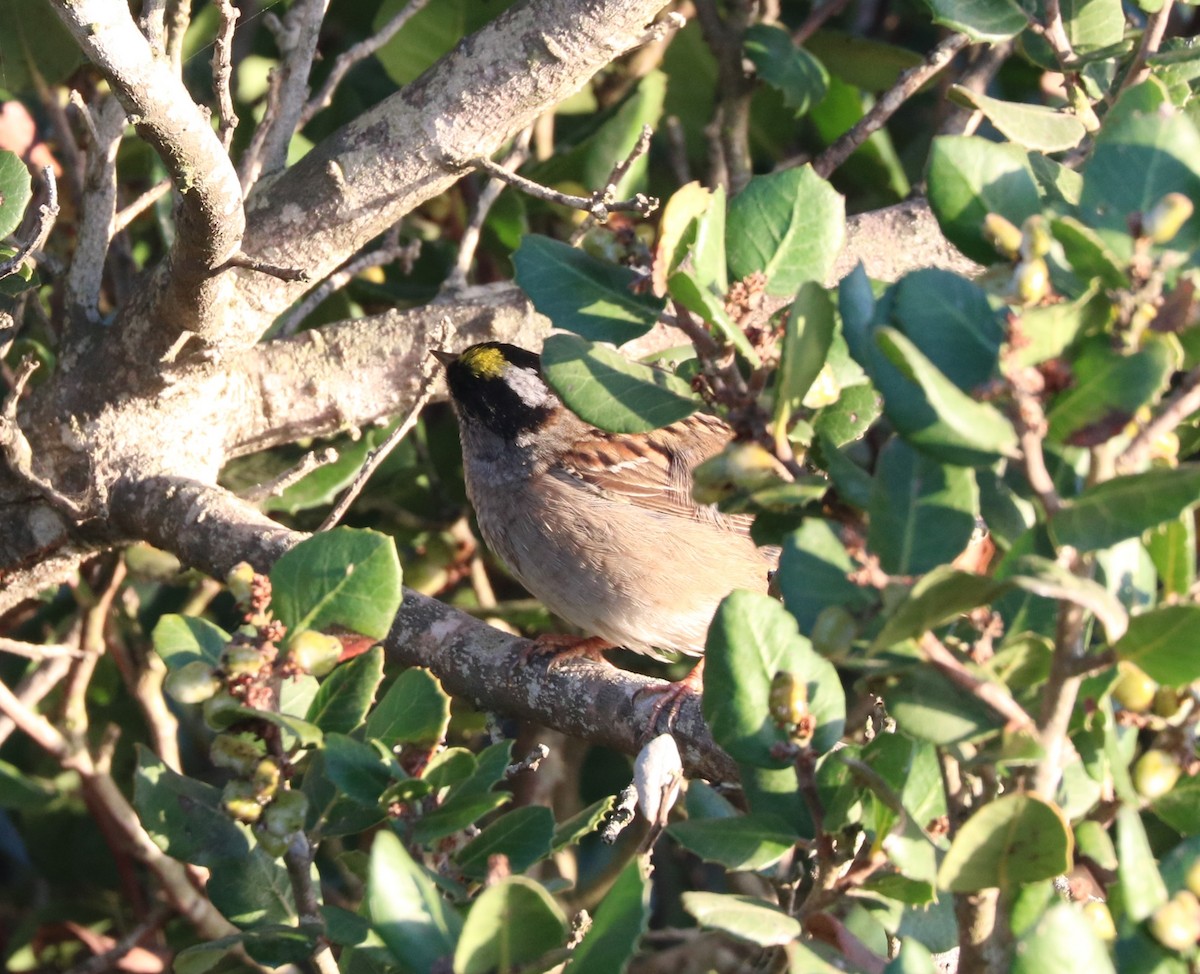 Golden-crowned Sparrow - ML619027581
