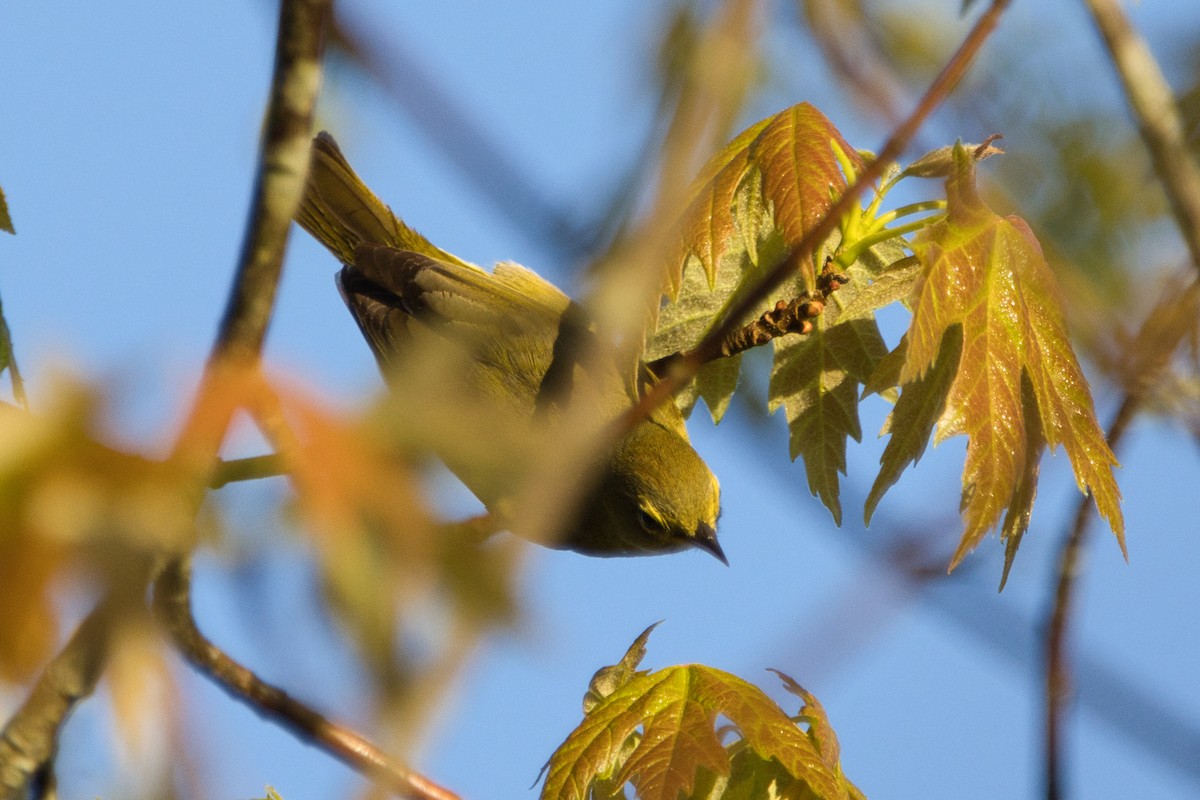 Orange-crowned Warbler - ML619027595