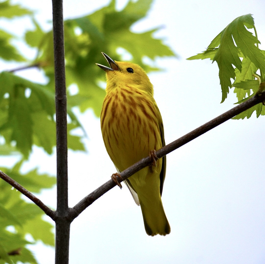 Yellow Warbler - ML619027609