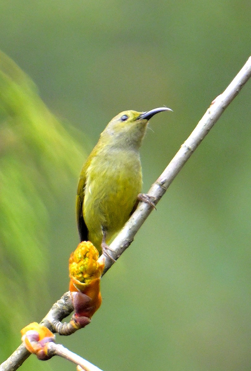 Green-tailed Sunbird - ML619027633