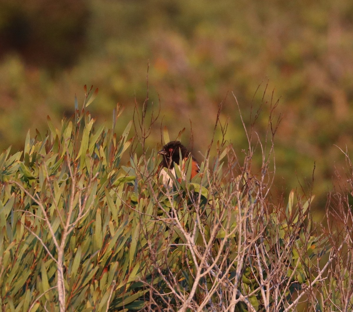 Spotted Towhee - adam zions